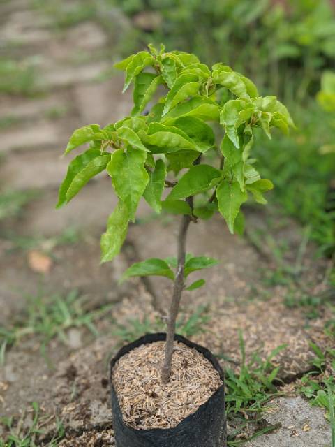 Paket tanaman bunga Bougenville 6 pohon (bougainvillea spectabilis)