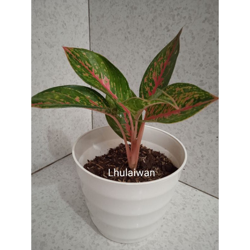 Tanaman hias aglonema / aglaonema gatot kaca ukuran remaja up