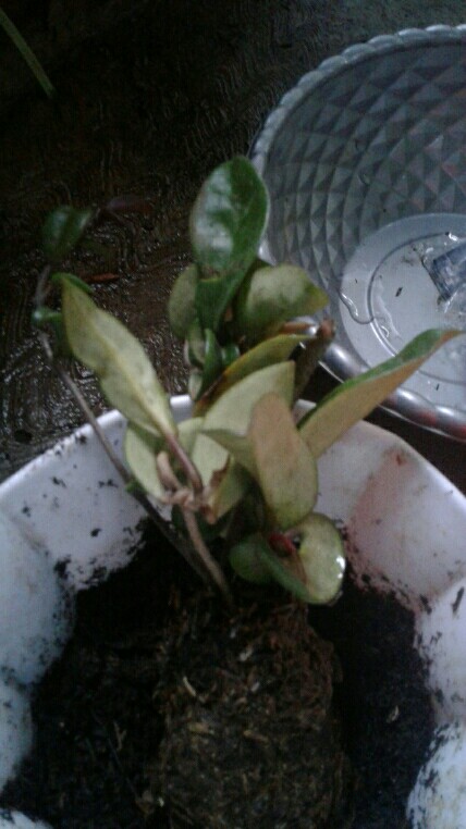 Tanaman Hias Hoya Bunga Merah Mindorensis Red Untuk Tanaman Gantung