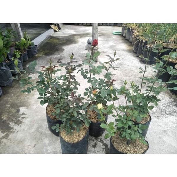 Tanaman Mawar Indukan Polibag besar - Mawar Banyak Cabang Warna mix