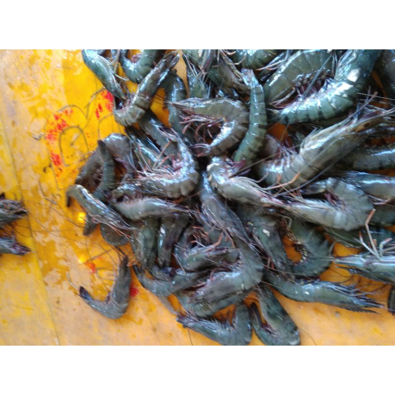 

udangpancet/udang vaname