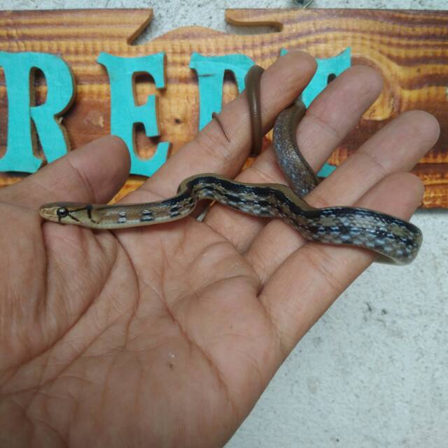 Gambar Ular Lanang Sapi