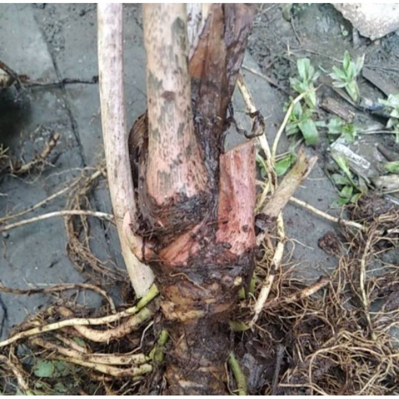 Bonggol Alocasia Zebrina Borneo
