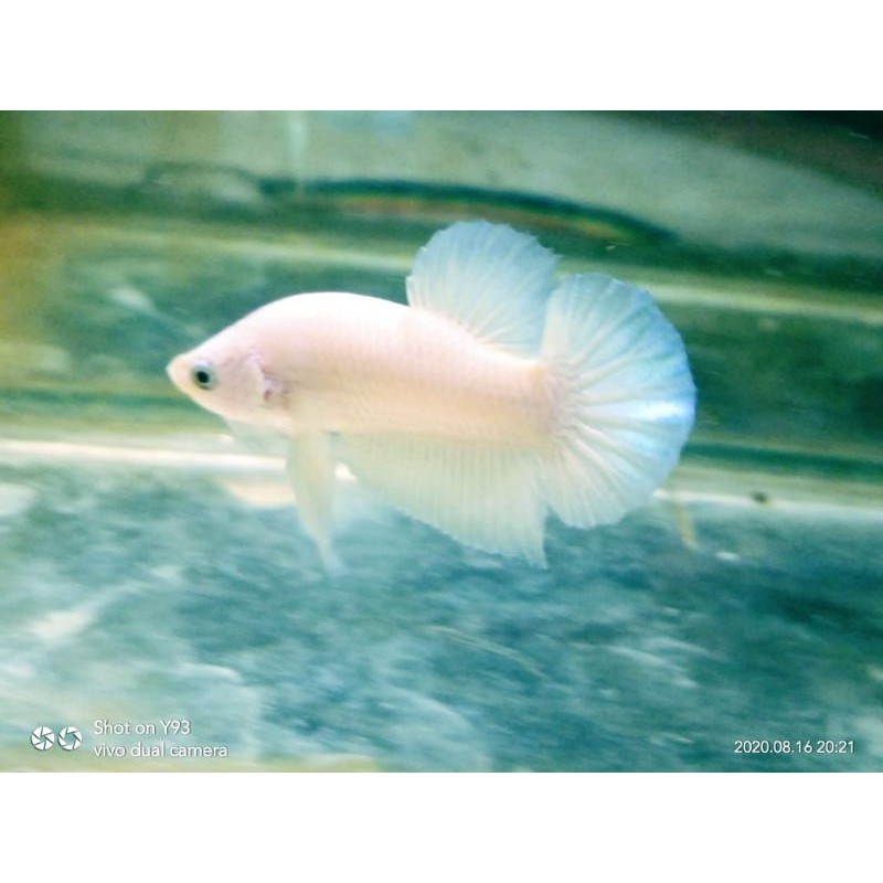 

cupang blue rim