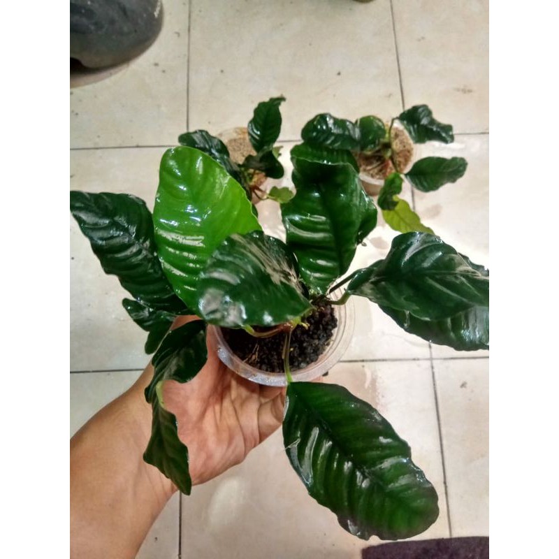 

Anubias Coffee Cofi Kingkong