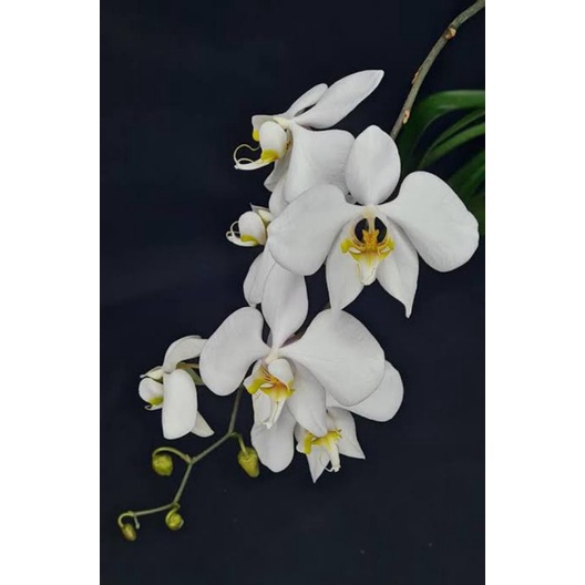 phalaenopsis amabilis