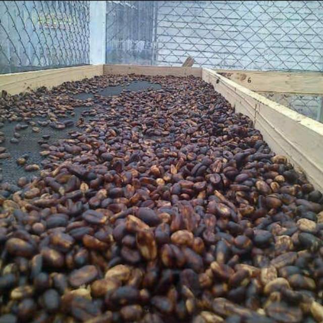 

BIJI KOPI PREMIUM GAYO / BEAN GAYO