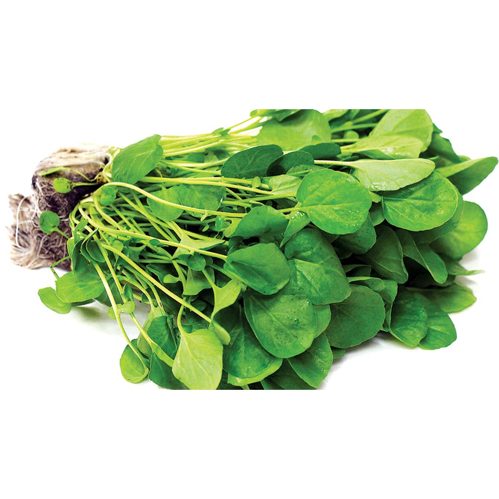 Benih-Bibit Selada Air-True Watercress (Haira Seed)