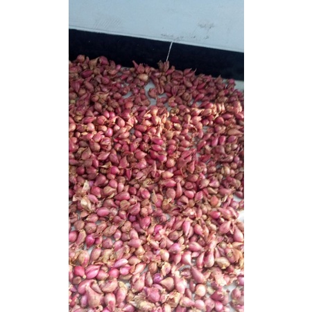 

Bawang Merah | Brambang