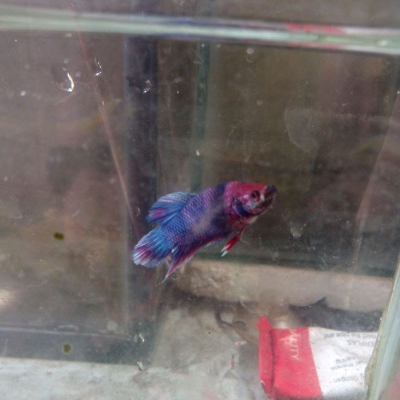 ikan cupang Hellboy pelangi