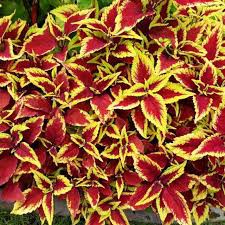 Tanaman hias miana siap tanam