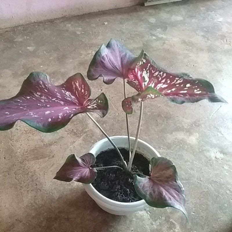 caladium lance worton