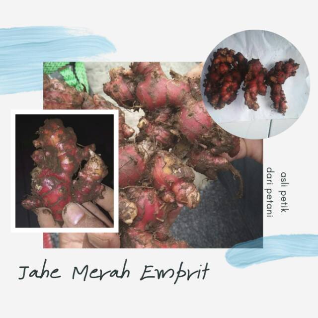

Jahe Merah Emprit