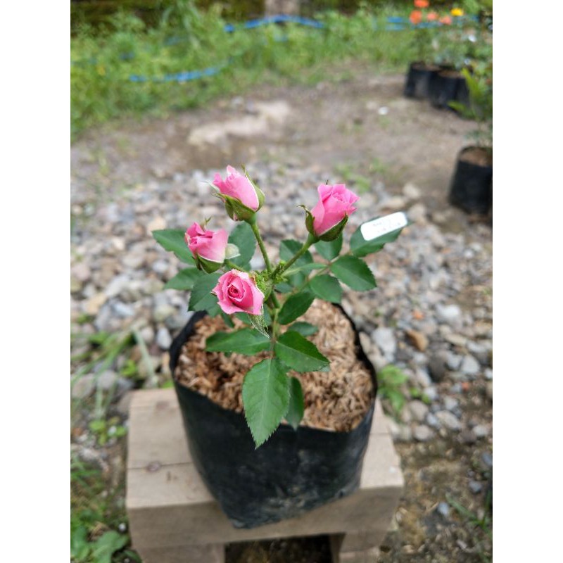 Tanaman Bunga Mawar Floribunda Pink (Rosa sp. x floribunda)Berbunga