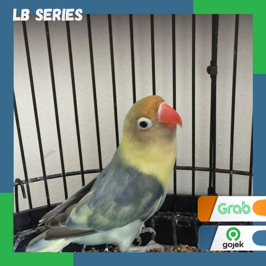 Burung Love bird PB Pied Burung Lb Series