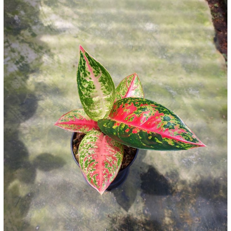 aglonema mahasety lokal