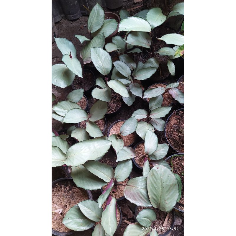 Calathea Silver Plate