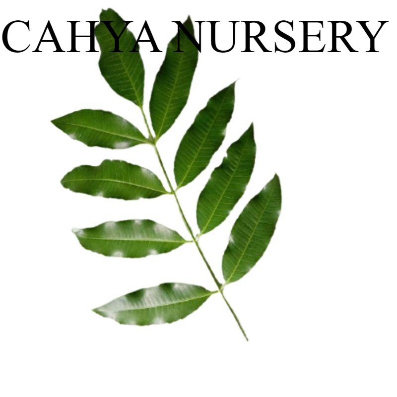 

Promo Daun kedondong segar 100gram organik siap petik