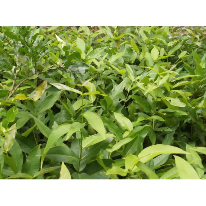 HRV PAKET BIBIT JAMBU KE DEMAK KD