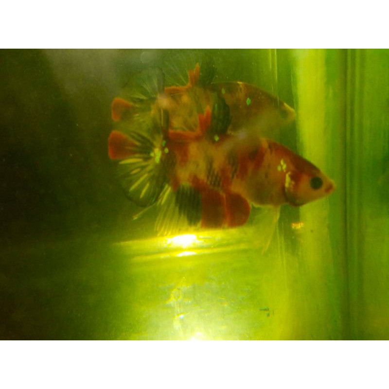 Red Koi Cooper/bahan female Koi Cooper/cupang koi Cooper /koi Cooper