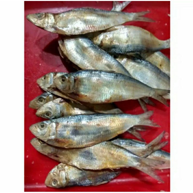 

Ikan Asin Tembang 1 kg