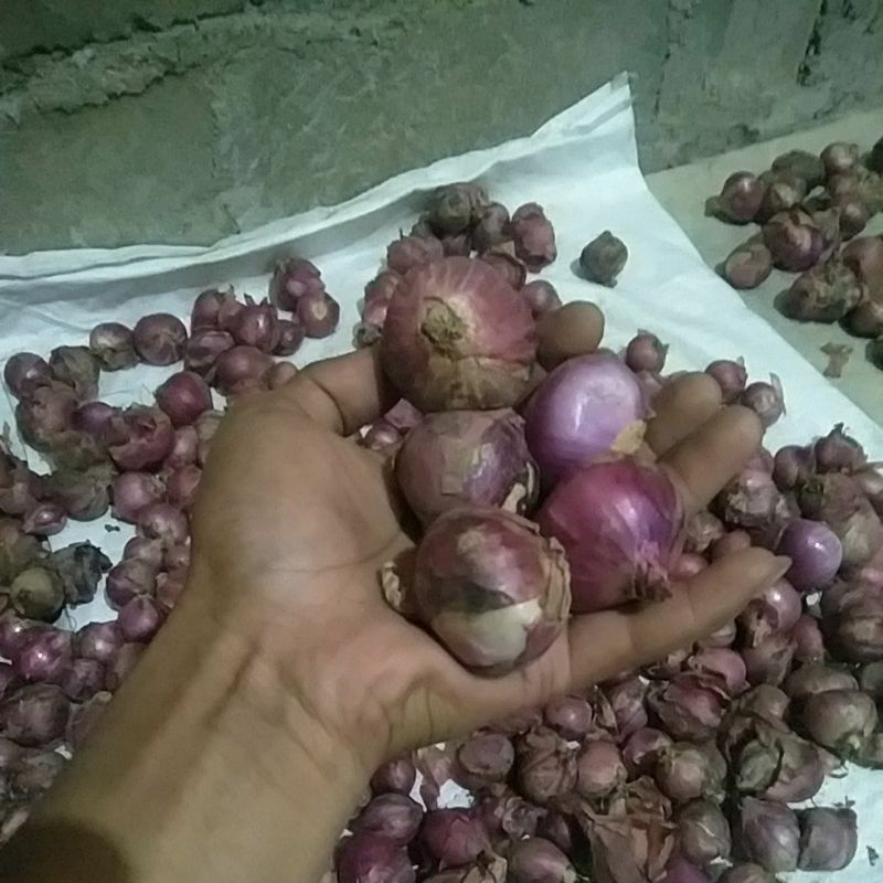 

Bawang merah lokal bali Bawang merah super Bawang merah fress Bumbu dapur murah