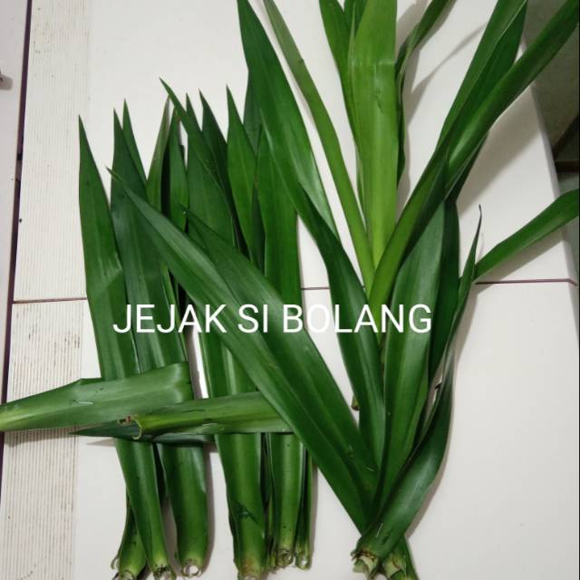 

DAUN SUJI SEGAR PER 100 GRM
