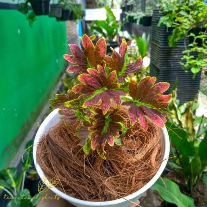 MIANA PREMIUM// MIANA KERITING