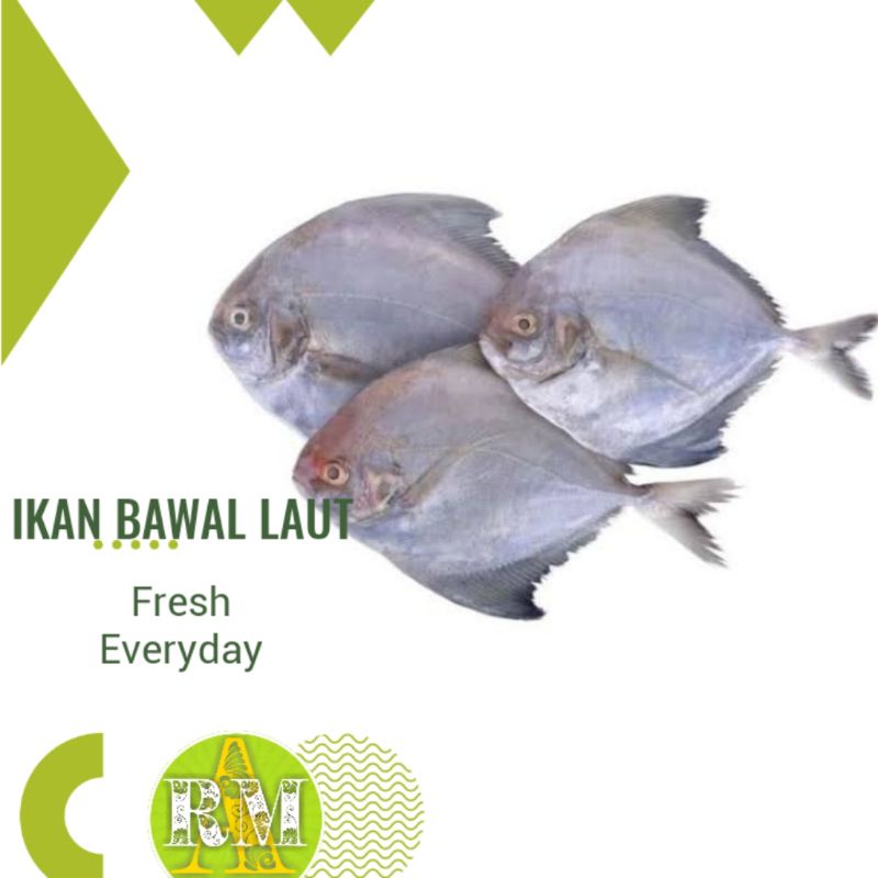 

IKAN BAWAL LAUT 500g