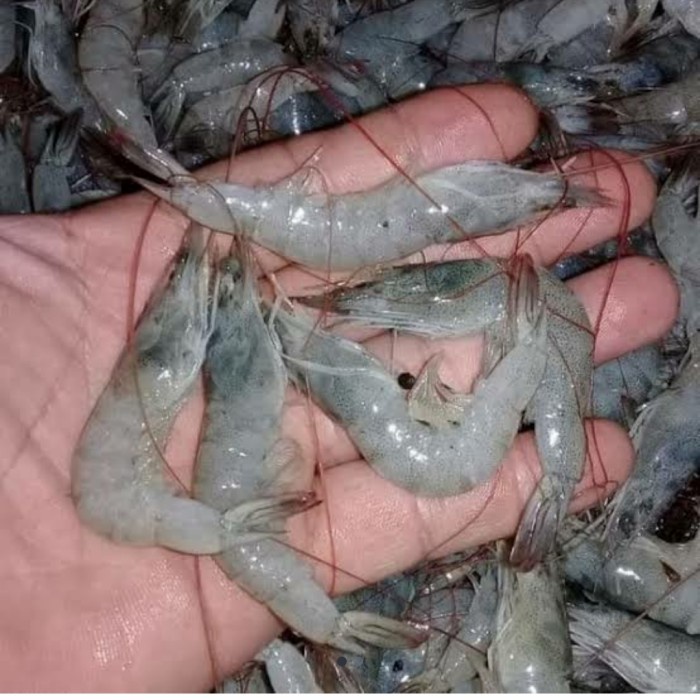 

Udang Vaname Kecil Segar - 500 Gram