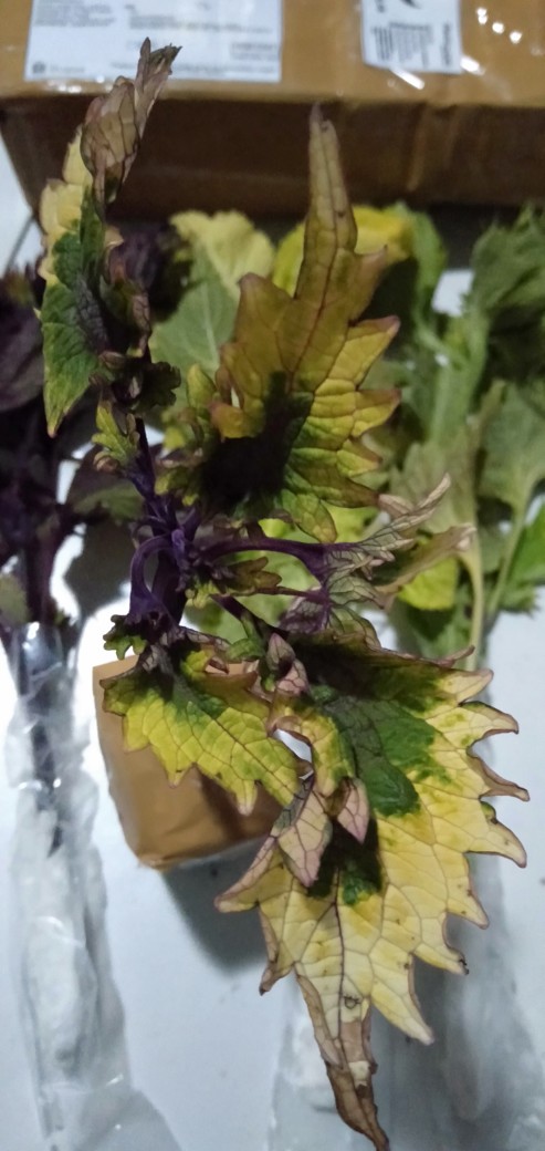 No 31 Tanaman Hias Miana/coleus/iler/jawe Kotok