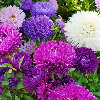 BIBIT BUNGA  ASTER  ASTER  CREGO MIXED HAIRA SEED 