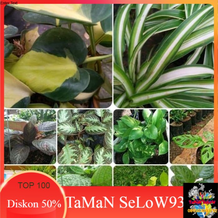 tanaman hias 10 jenis tanaman gantung