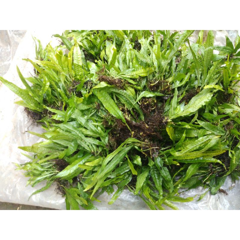 kadaka mini / java fern