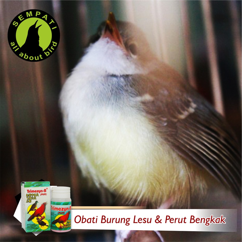 Trimezyn B Plus Obat Burung Sakit Sesak Nafas Muka Bengkak