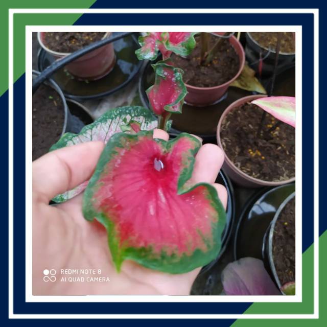 [BISA COD] RED PEACOCK CALADIUM/KELADI (Tanaman Hias/Keladi/Caladium/Bibit Caladium Red Peacock)