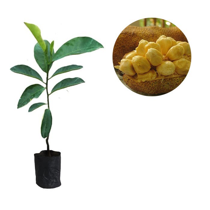 Jual Bibit Tanaman Buah Cempedak Manis 70 Cm Shopee Indonesia