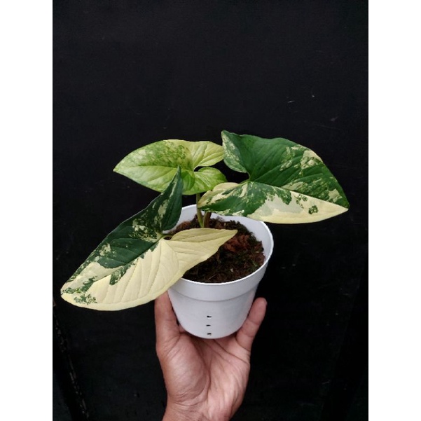 Tanaman Hias Syngonium Varigata Kuning/syngonium aurea