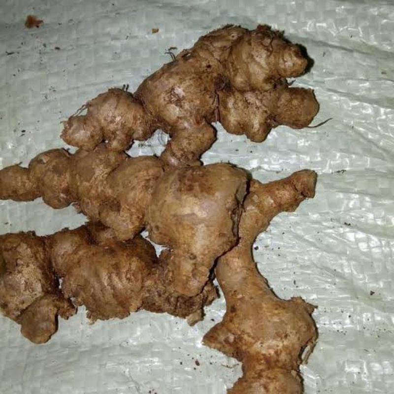 

Jahe Emprit segar 1 kg termurah