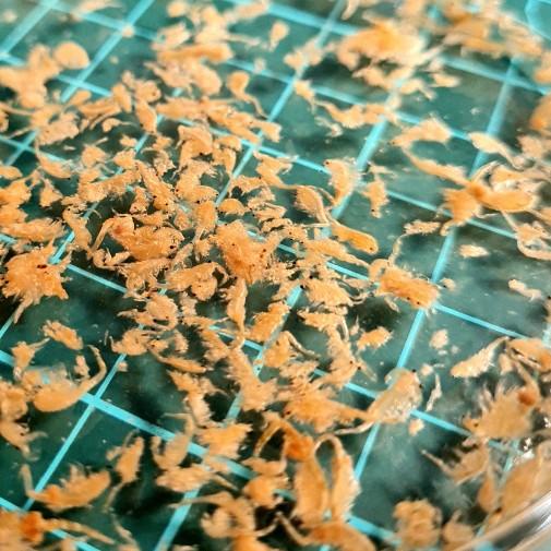 ➩ ARTEMIA DEWASA KERING (GIANT DRIED ARTEMIA 100% SWASTI FARM X FO 35g) ➴