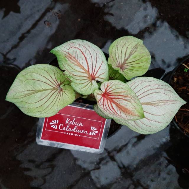 Bunga Tanaman Hias Caladium Keladi White Angel Shopee Indonesia