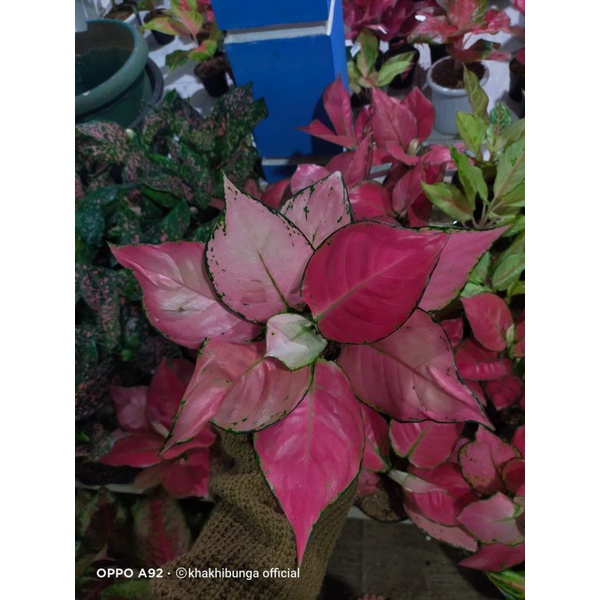 aglonema pink Katrina