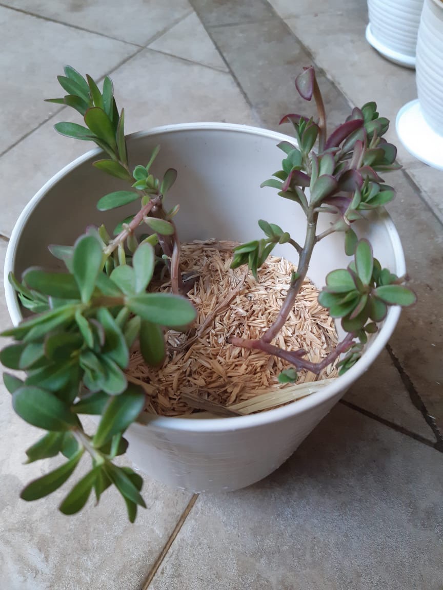 Tanaman Calathea Silver