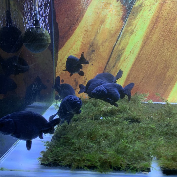 Ikan Hias Mas Koki Goldfish Ranchu Black Hitam Solid Thailand Import