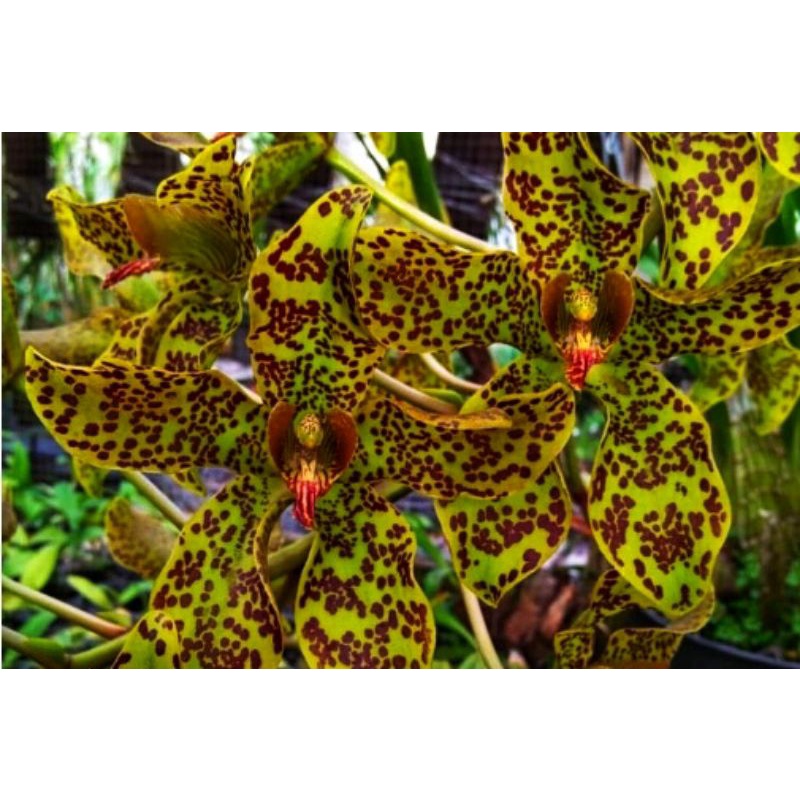 Grammatophyllum Singo Edan | Scriptum x Speciosum " Red Sumatra |  Remaja | Rare item