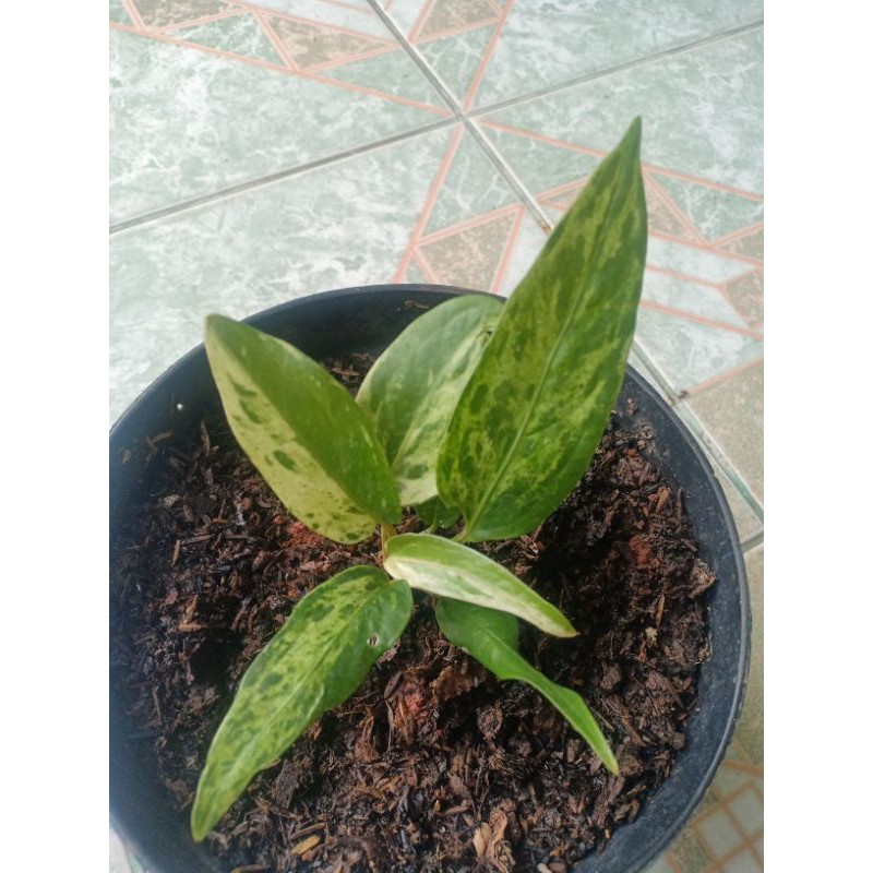 Antorium cobra varigata