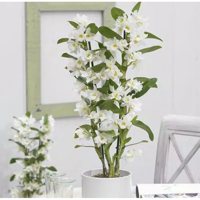 Seedling Anggrek Dendrobium Nobile White