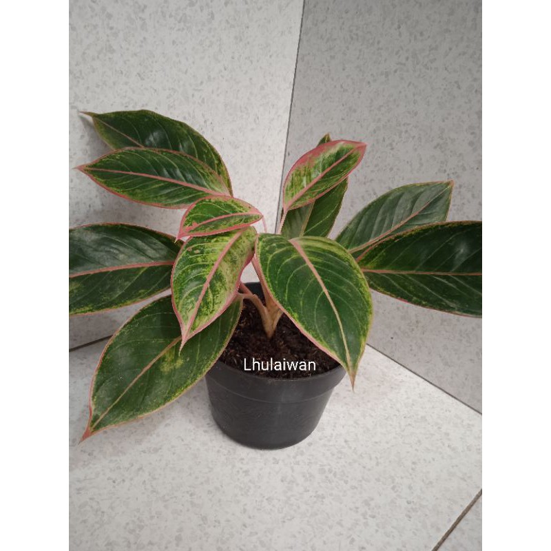 Tanaman hias aglaonema / aglonema lipstik pink / pink lipstik | Shopee