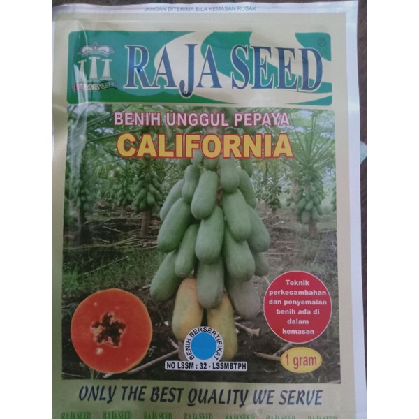 Pepaya California Raja Seed