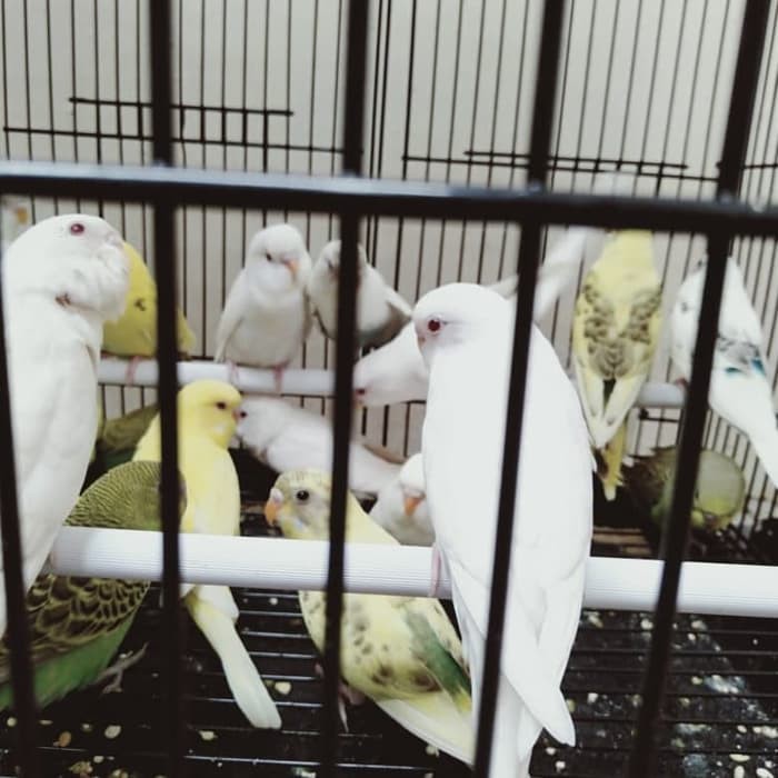 Panduan Lengkap Cara Budidaya Burung Parkit Mata Merah Bagi Pemula Agar Sukses Faunadanflora Com